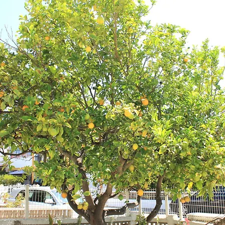 Casa de Férias Casa Do Limoeiro Albufeira